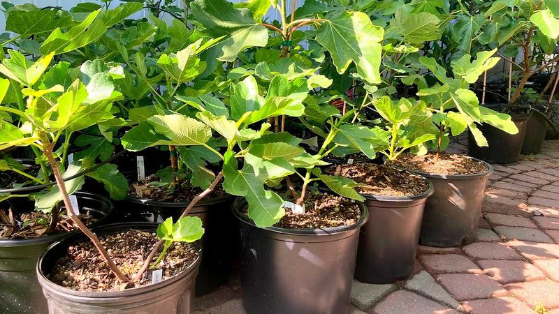 A tight pot can stress a fig—but it is not automatically the cause
