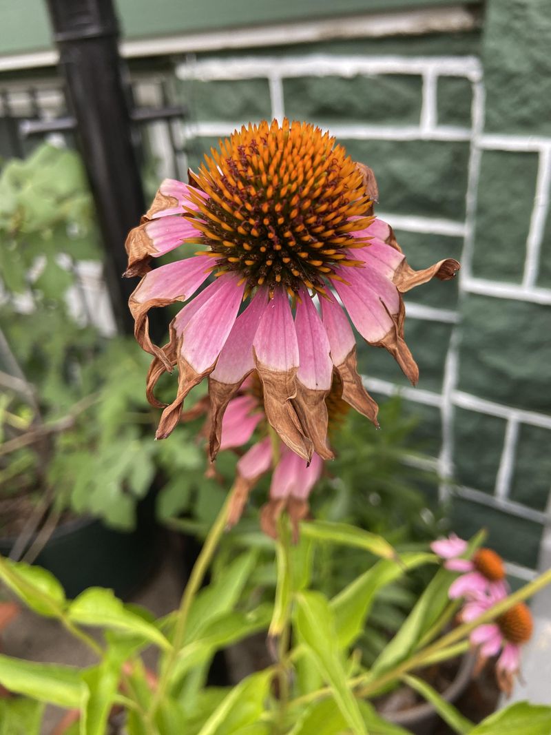A tired-looking coneflower does not automatically need a hard cut