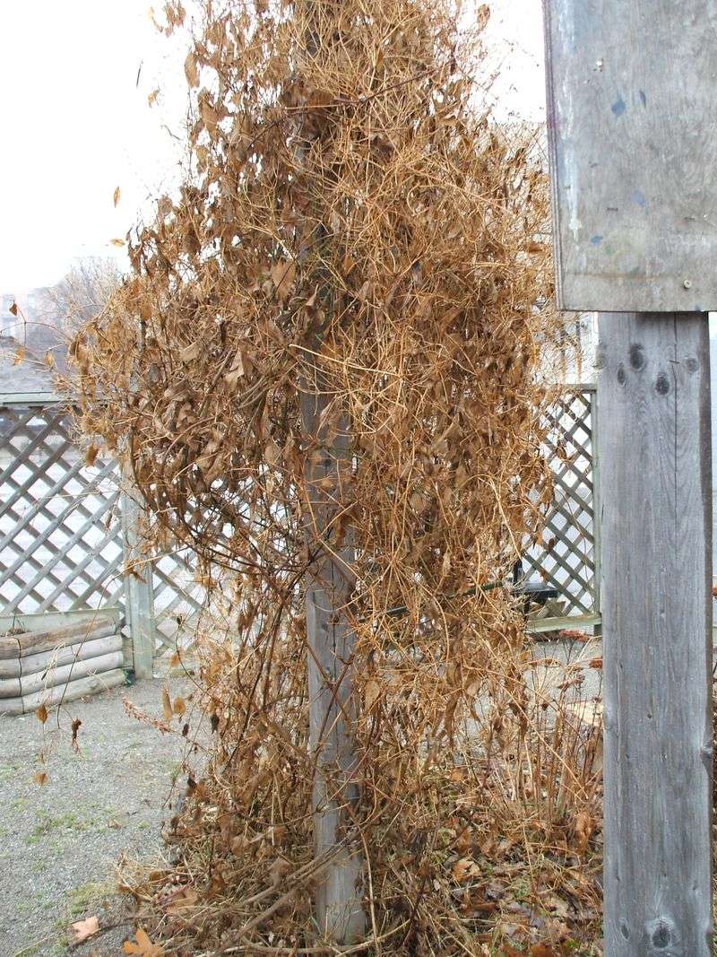A top-heavy vine may point to missed Group 3 pruning A top-heavy vine may point to missed Group 3 pruning