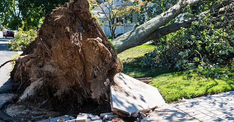 A tree owner may face a claim, but a known root condition is not enough