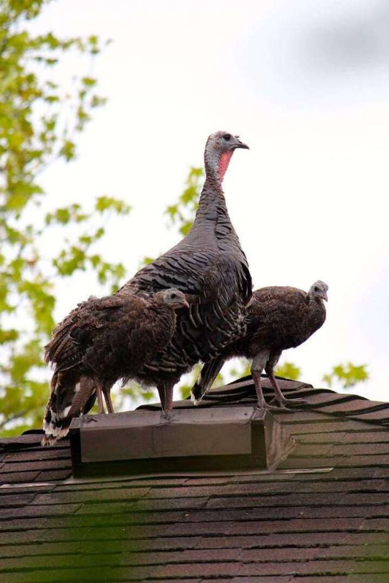 A turkey sighting is not a yard report card