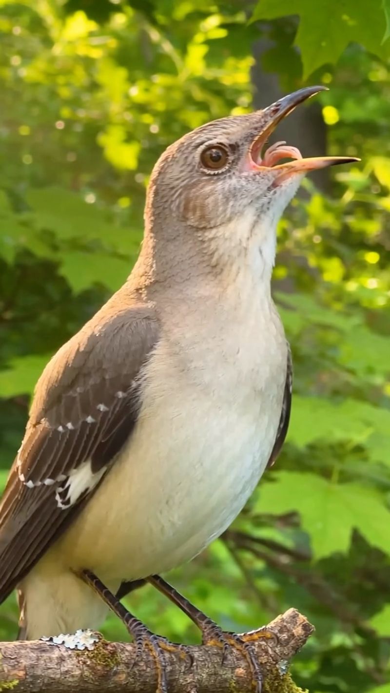 A varied, imitative song often points to one mockingbird