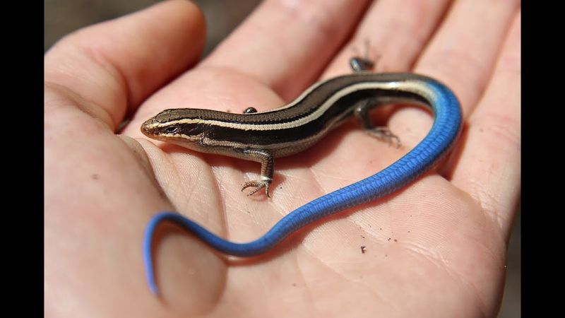 A vivid blue tail may belong to a young western skink