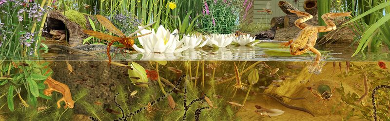 A well-managed pond may provide aquatic habitat, but it cannot guarantee colonization A well-managed pond may provide aquatic habitat, but it cannot guarantee colonization