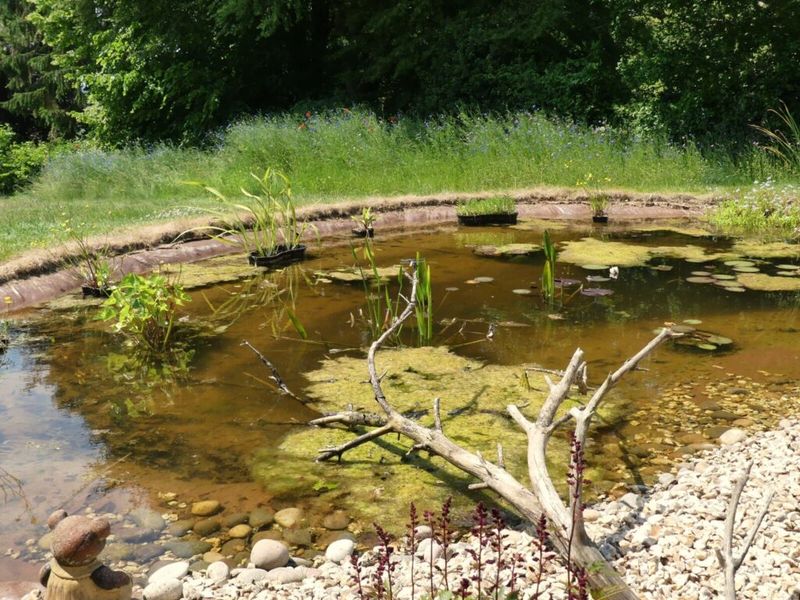 A well-planned pond can offer useful habitat A well-planned pond can offer useful habitat