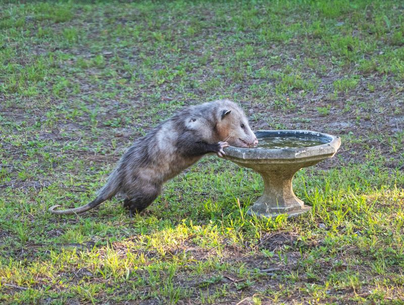 A wildlife-friendly yard is not a tick-free yard A wildlife-friendly yard is not a tick-free yard