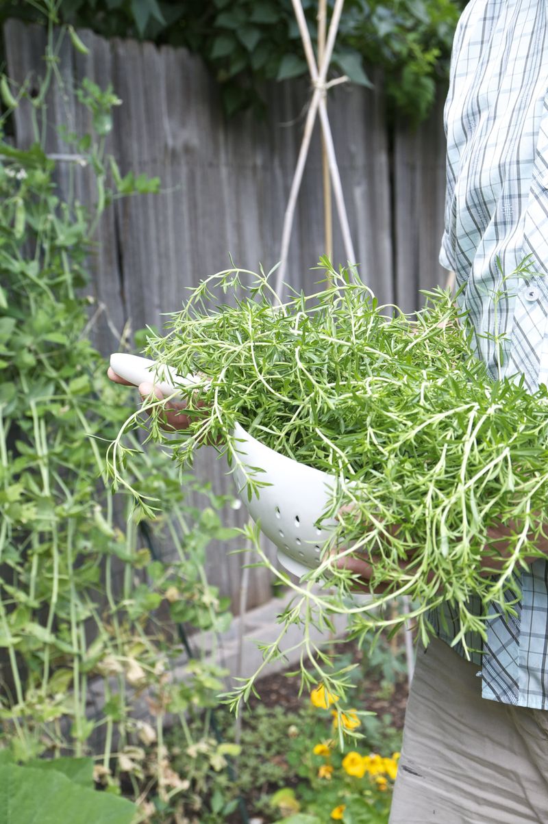 A woody center does not always mean thyme is dying A woody center does not always mean thyme is dying