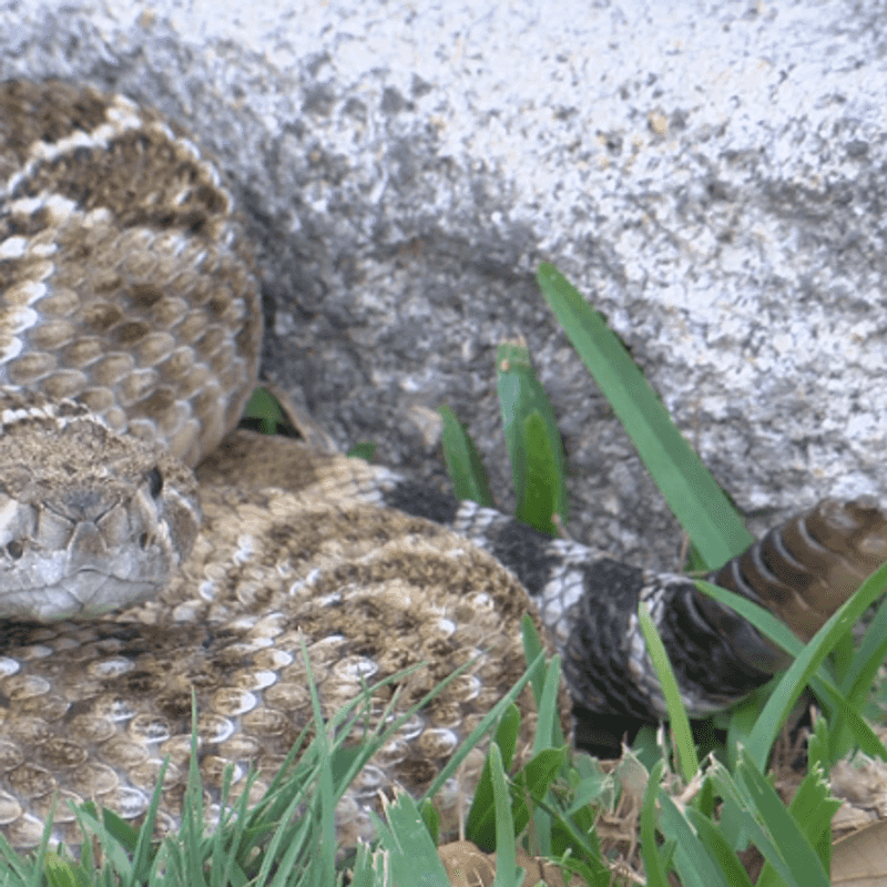 A yard sighting does not prove a den is nearby
