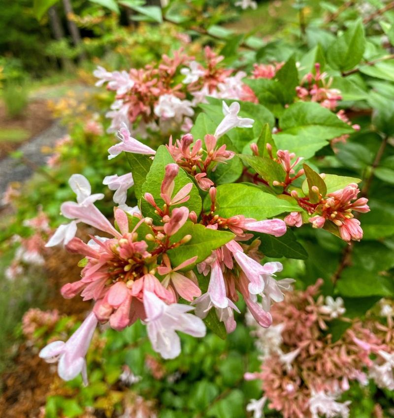 Abelia