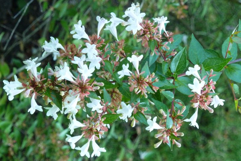 Abelia