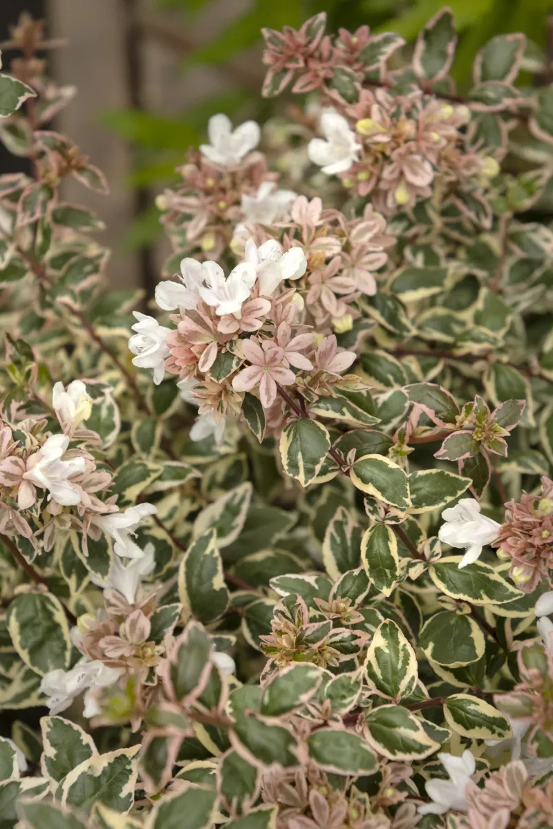 Abelia Abelia