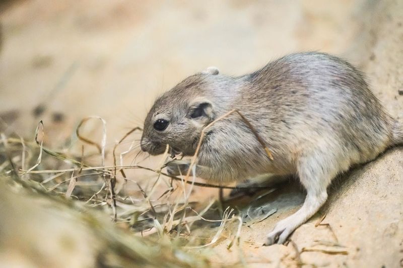 Abundant Rodents Around Bird Feeders Abundant Rodents Around Bird Feeders