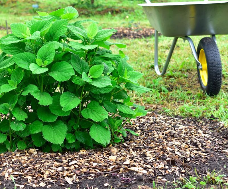 Abundant leaves and missing flowers require a diagnosis