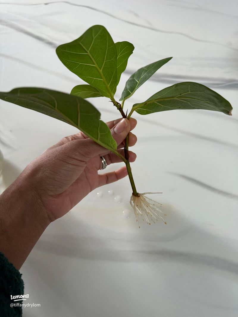 Acclimate rooted plants before outdoor planting
