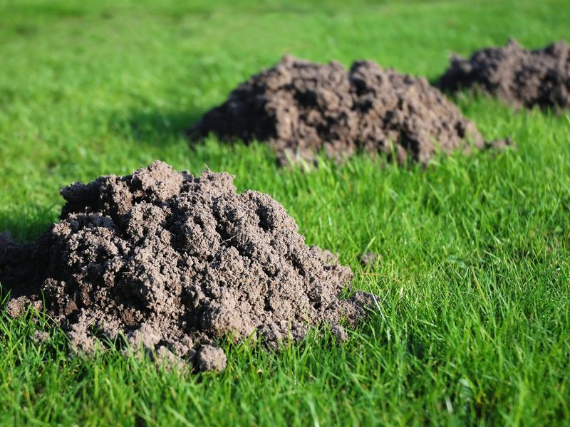 Account for Southern soil, rain, and state rules Account for Southern soil, rain, and state rules