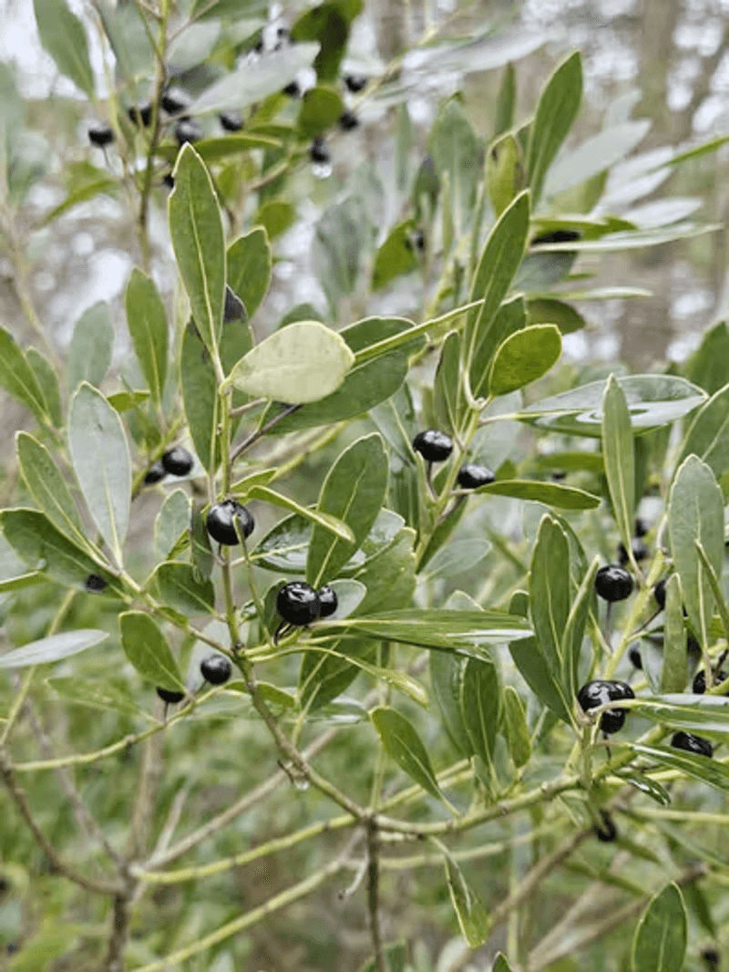 Account for Suckering, Berries, Fire, and Wildlife