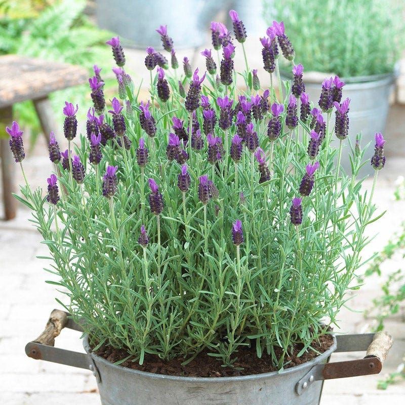 Account for cultivar, sunlight, and patio exposure