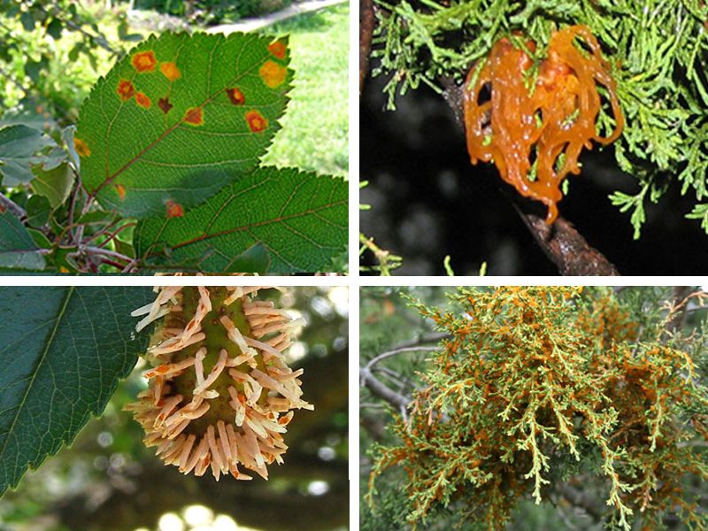 Account for disease, fire risk, and nearby plants