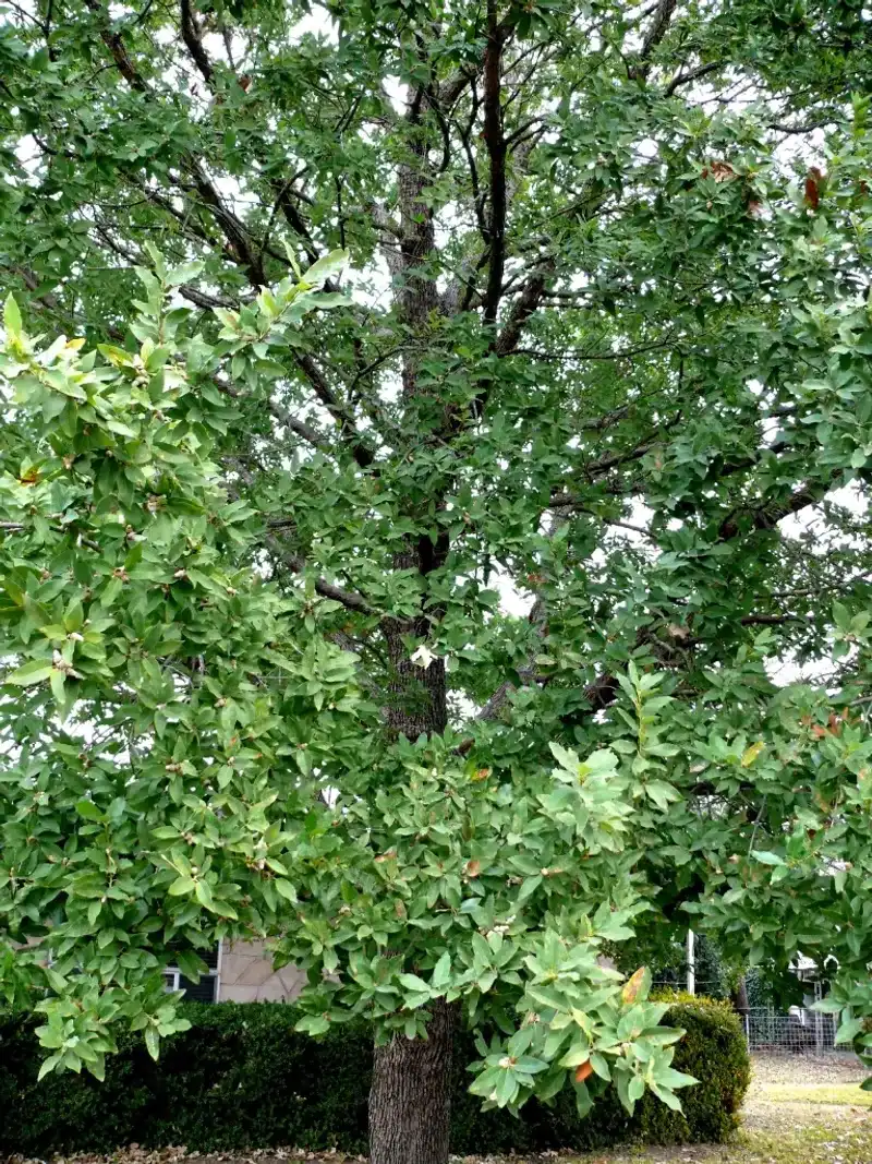 Account for leaves, pests, and oak-wilt precautions