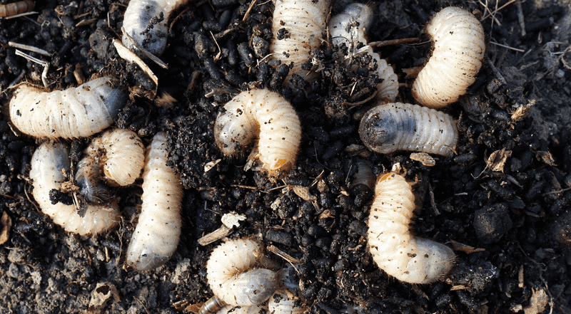 Active Grub Patches Beneath Turf