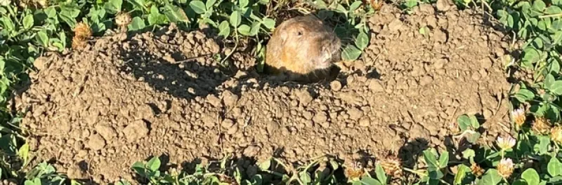 Active gopher damage still calls for immediate control