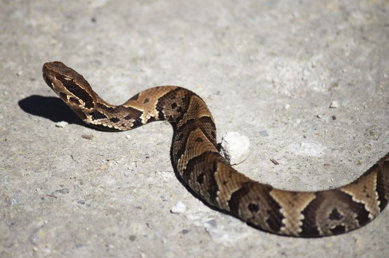 Activity does not tell you whether a snake is dangerous