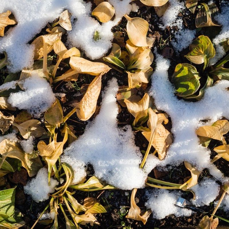 Adapt winter care to the hosta and the local climate