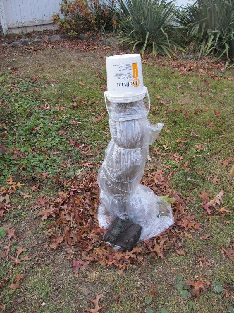 Add a cover when severe cold threatens the branches Add a cover when severe cold threatens the branches