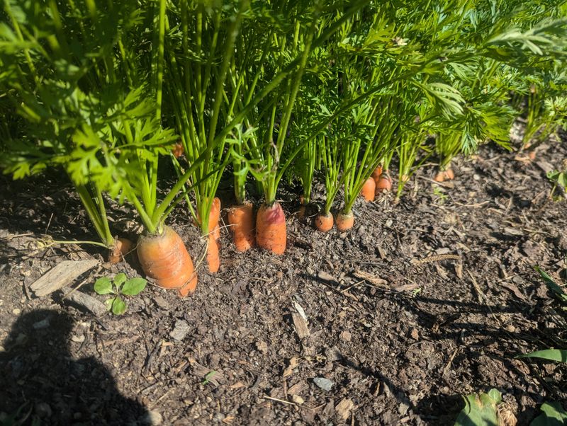 Add organic matter without overfeeding the roots Add organic matter without overfeeding the roots