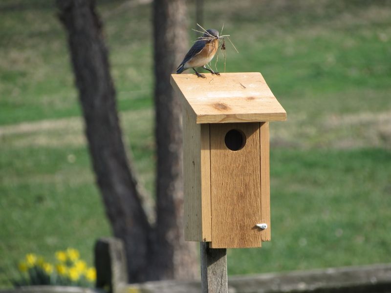 Add water and a nest box only when conditions support them
