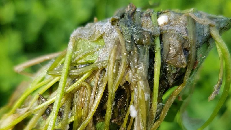 Address growing conditions when rot is a concern