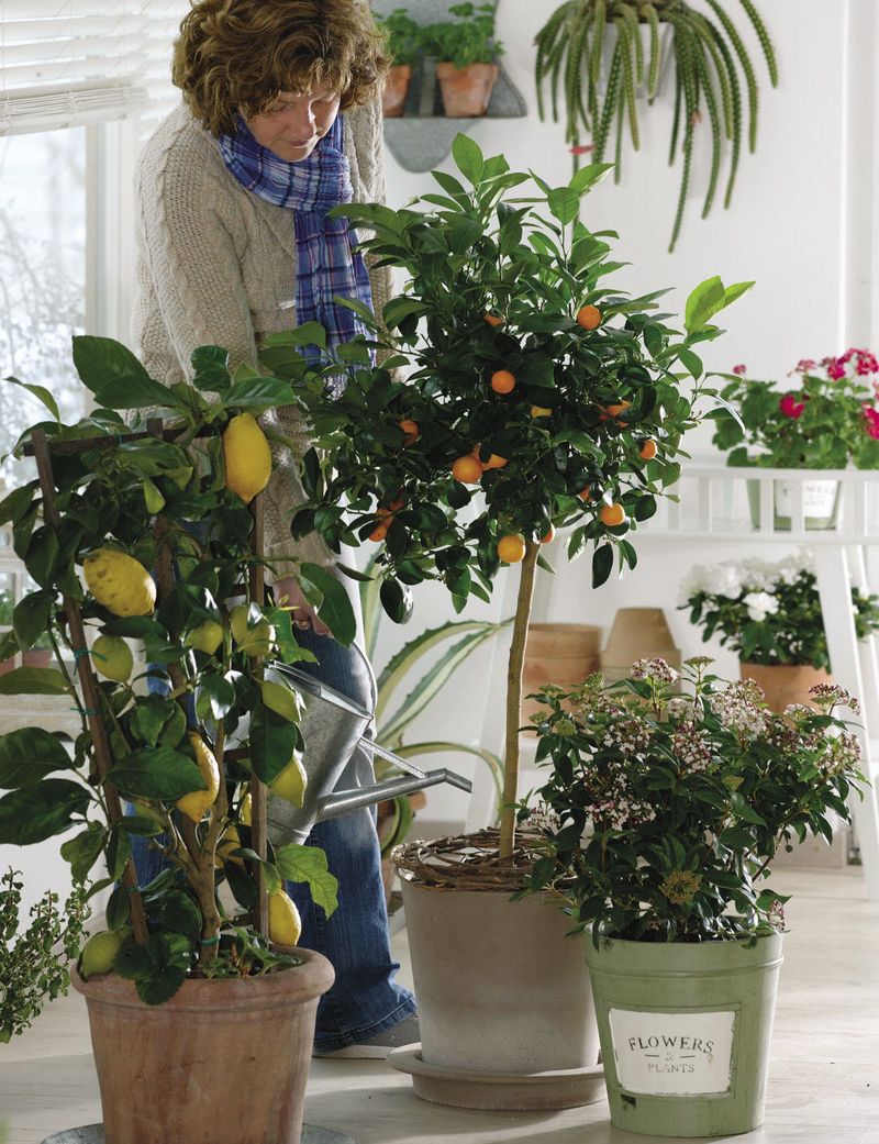 Adjust container care to the confined root ball