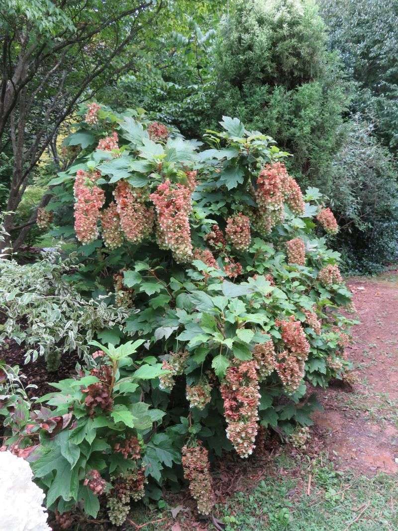 Adjust fall care to Florida, Georgia, and Texas conditions