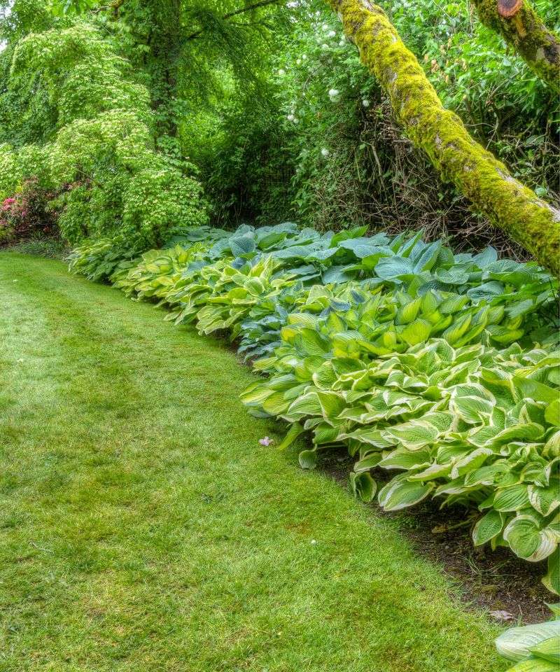 Adjust hosta care to Southern shade, soil, and winter conditions