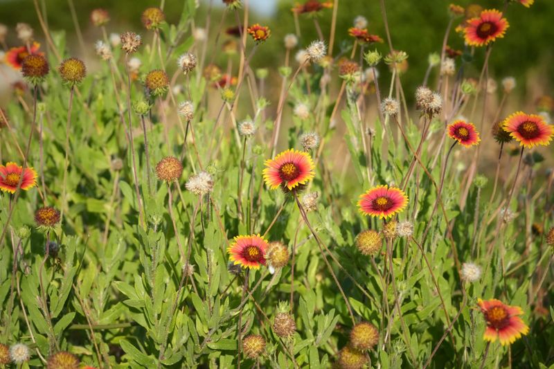 Adjust planting time for Texas and Florida conditions