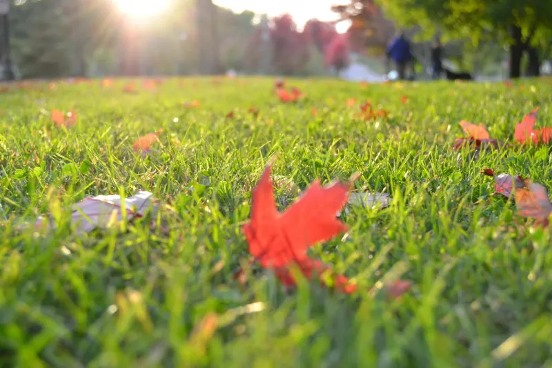 Adjust the routine for Southern warm-season lawns Adjust the routine for Southern warm-season lawns