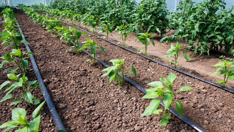Adjust water instead of overpreparing for winter
