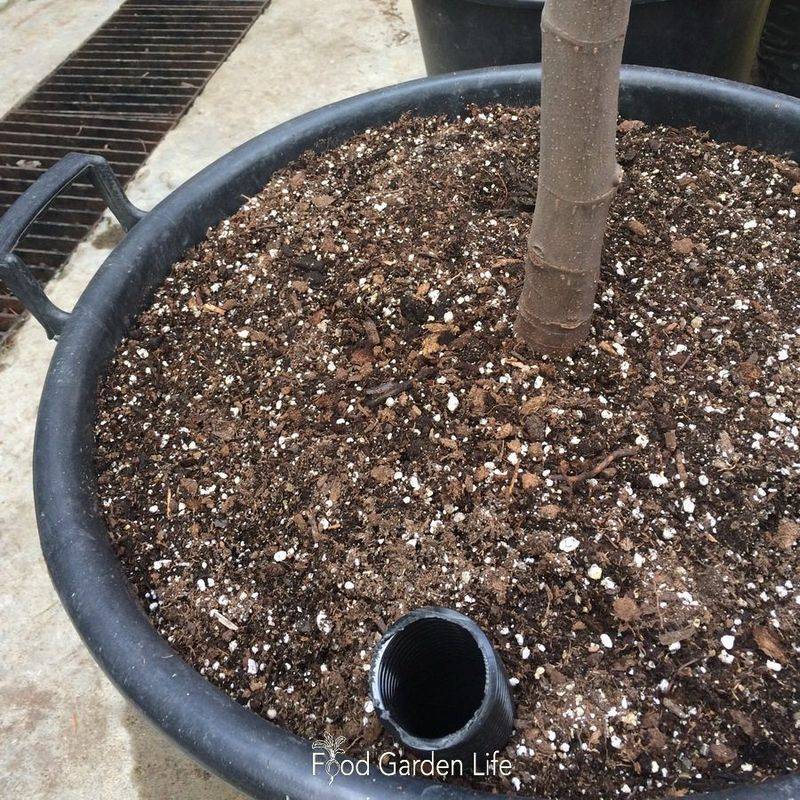 Adjust watering and timing for Southern conditions