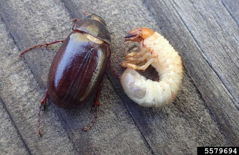Adult beetles and lawn grubs are separate questions Adult beetles and lawn grubs are separate questions