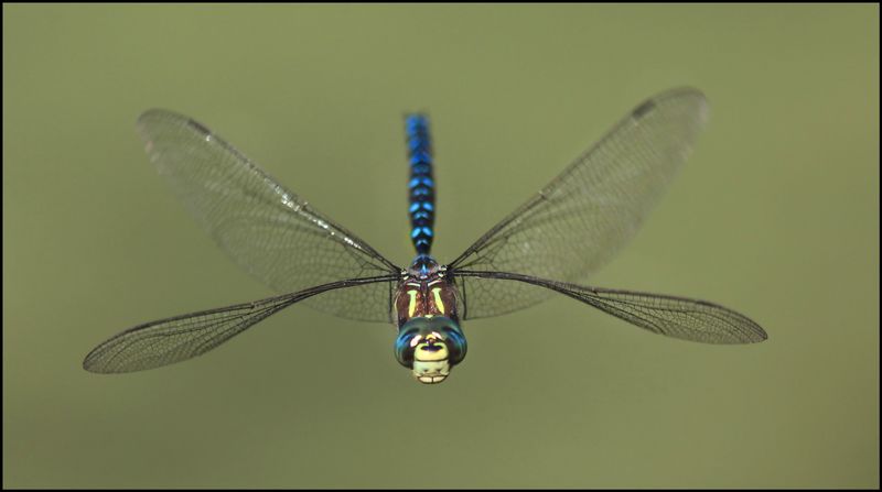 Adult sightings do not prove fewer patio bites Adult sightings do not prove fewer patio bites