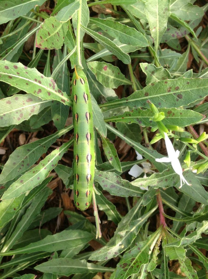 Adults feed on flowers, but caterpillars tell a different garden story