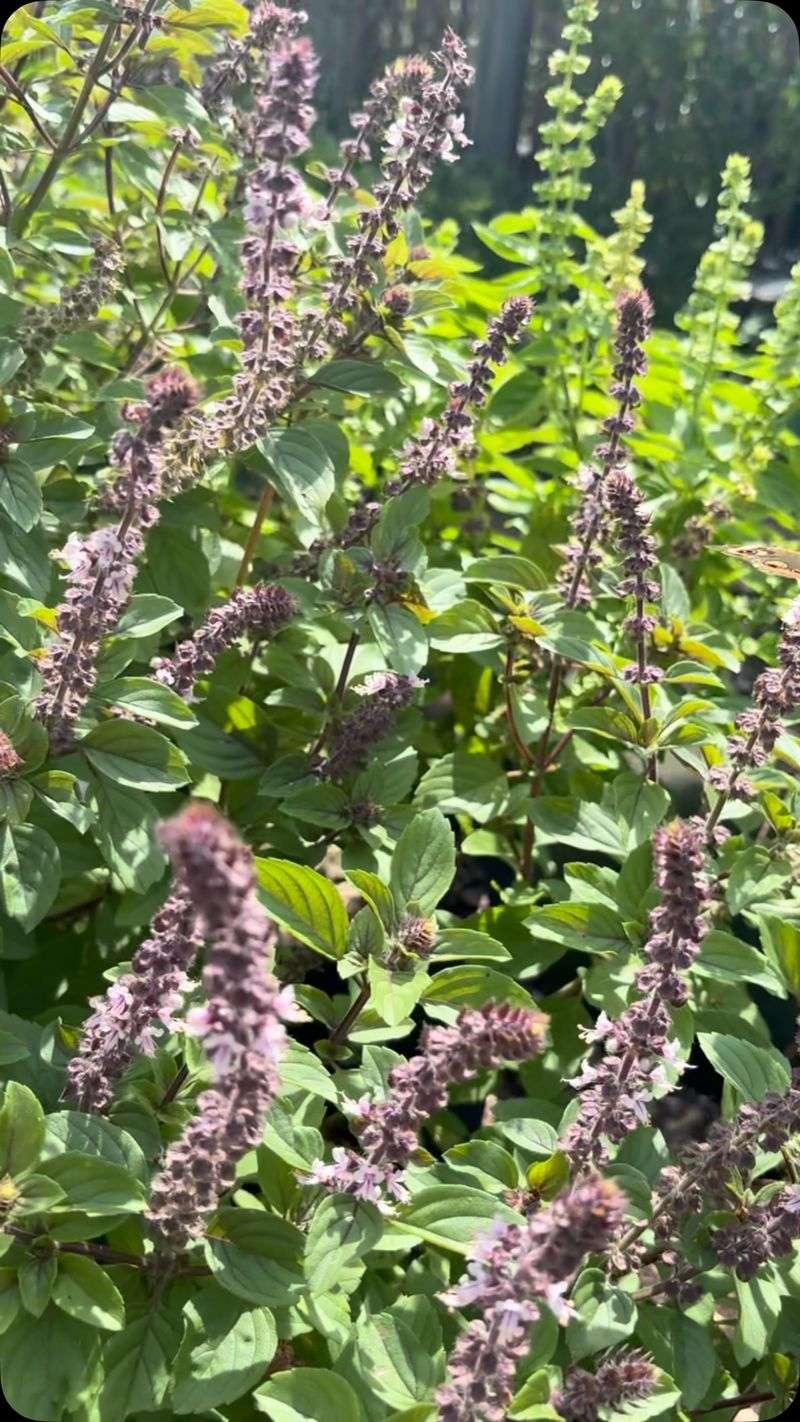 African Blue Basil African Blue Basil
