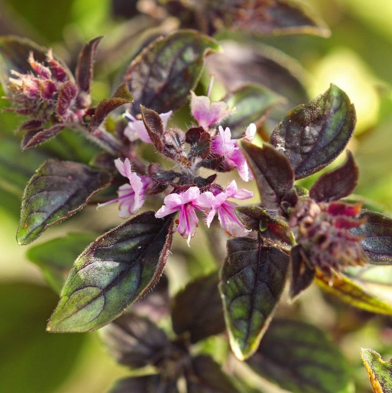 African Blue Basil