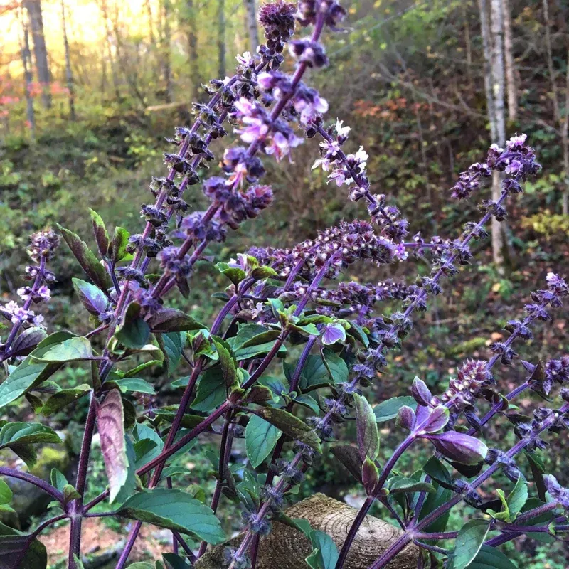 African Blue Basil