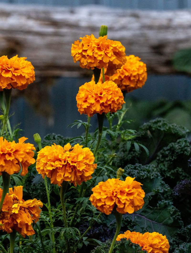 African Marigold African Marigold