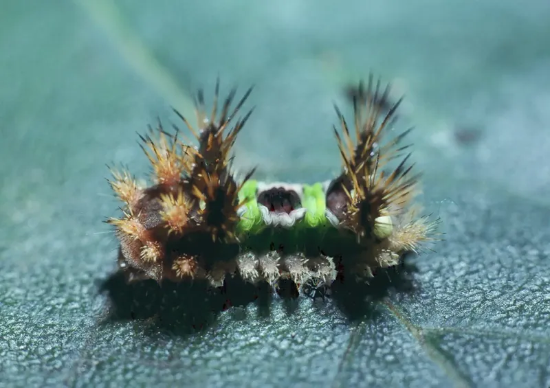 After contact, remove spines before treating the irritation