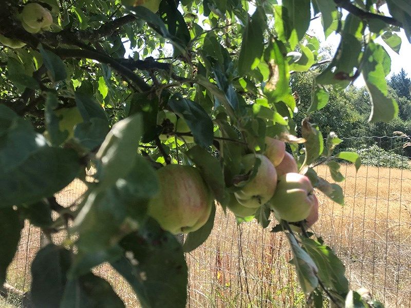 After the bear leaves, harvest the tree and clear the ground