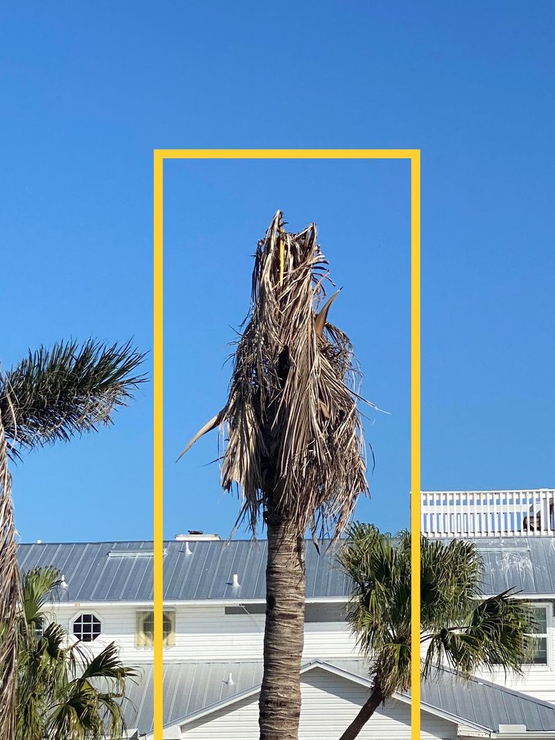 After the storm, judge the bud—not the missing leaves After the storm, judge the bud—not the missing leaves
