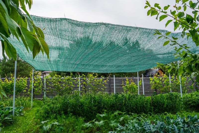 Afternoon shade lowers the heat load without shutting out growth Afternoon shade lowers the heat load without shutting out growth