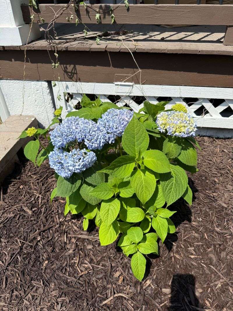 Afternoon wilt does not prove you watered wrong